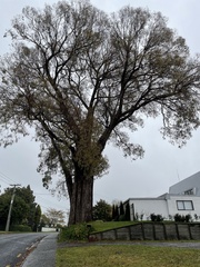 Thaumastocoris peregrinus