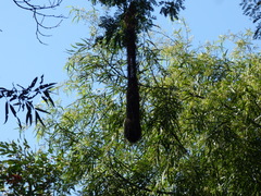 Cacicus chrysopterus