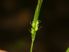 Carex oligocarpa