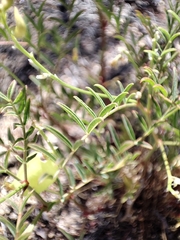 Astragalus douglasii