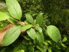 Rhamnus lanceolata