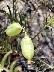 Astragalus douglasii