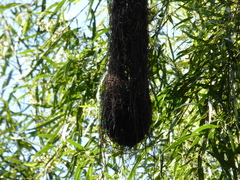 Cacicus chrysopterus