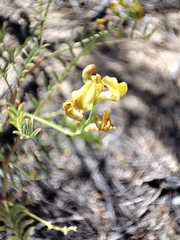 Astragalus douglasii