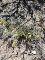 Astragalus douglasii