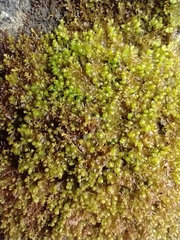 Lophoziopsis excisa
