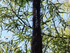 Cacicus chrysopterus
