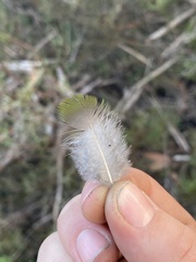 Platycercus caledonicus