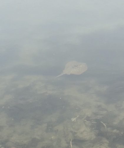 iNaturalist observation photo of Haller's Round Ray