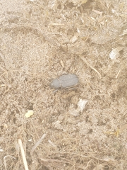 Cremastocheilus knochii