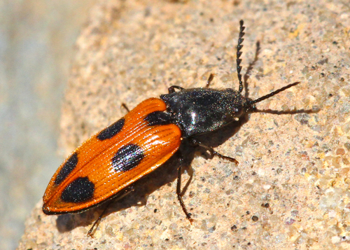 Vernal Click Beetle