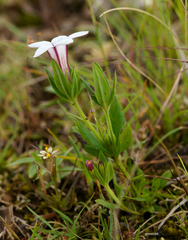 Spigelia stenophylla