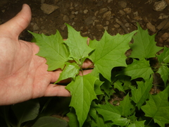 Chenopodiastrum simplex