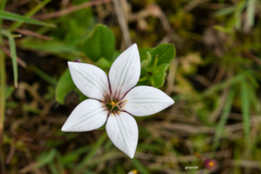 Spigelia stenophylla