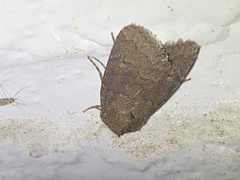 Pseudorthodes