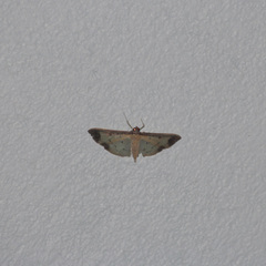 Eulepte concordalis