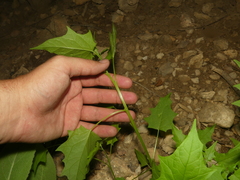 Chenopodiastrum simplex