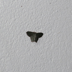 Chloropteryx punctilinea