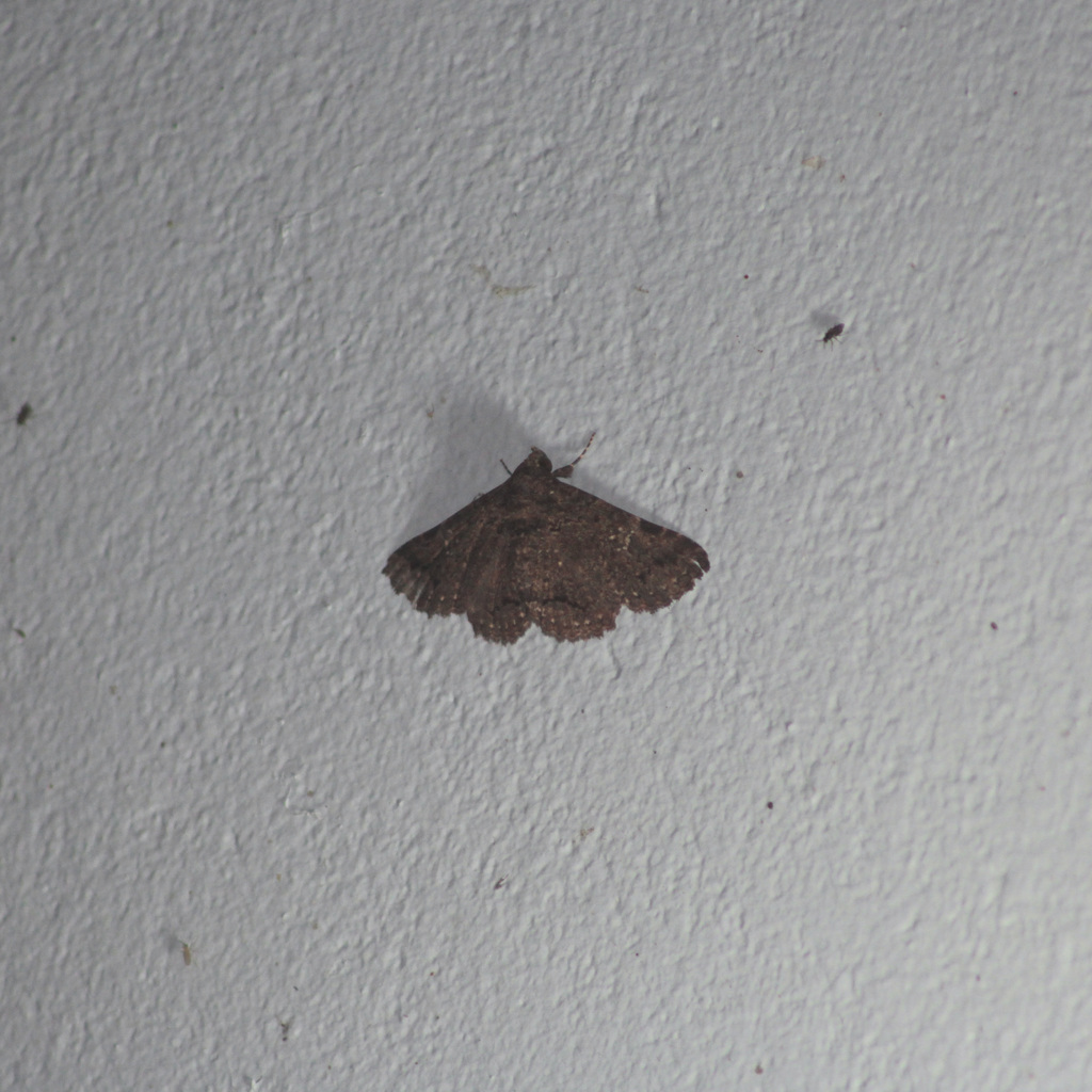 Metria coenochroa
