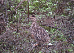 Nothoprocta pentlandii