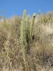 Trichocereus vollianus