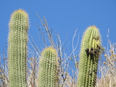 Trichocereus vollianus