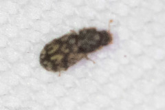 Synchita undata