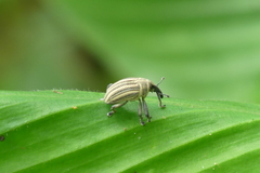 Sternuchopsis waltoni