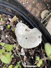 Melanoleuca verrucipes