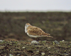 Thinocorus rumicivorus