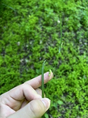 Carex styloflexa