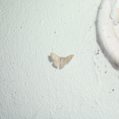 Hemipterodes subnigrata