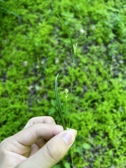 Carex styloflexa