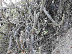 Cleistocactus variispinus