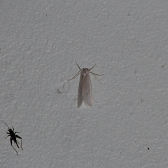 Rupela albina