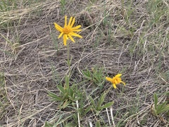 Arnica fulgens