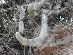 Cleistocactus variispinus