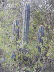 Trichocereus clavatus
