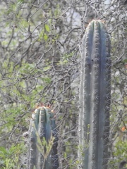 Trichocereus clavatus