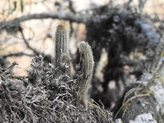 Cleistocactus variispinus