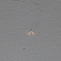Blepharomastix saurialis
