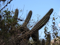 Trichocereus clavatus
