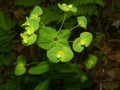 Euphorbia purpurea