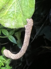 Hyposidra infixaria