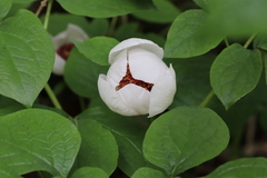 Paeonia obovata