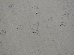 Nothoprocta pentlandii