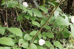Paeonia obovata