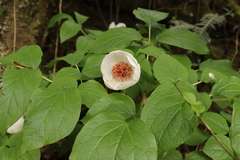 Paeonia obovata