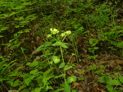 Euphorbia purpurea