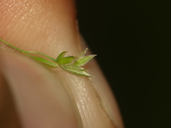 Poa wolfii